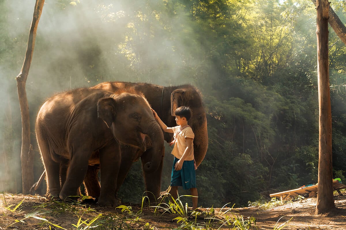 Kerchor​ Elephant​ Eco​ Park